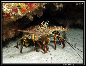 langouste à Cozumel by André Bruchez 